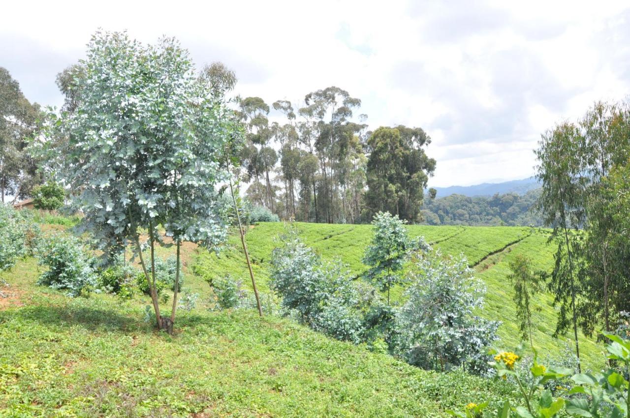 Nyungwe Nziza Ecolodge Kitabi Eksteriør bilde